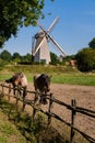 Genk, Flanders, Belgium - AUGUST 30 2019 : rural flemish landscape with 2 horses, a wooden fence and an old traditional windmill