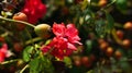 Genoa, Italy. Beautiful buds and flowers of dog rose (Rosa Canina), in the Gropallo Park of Genoa Nervi