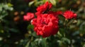 Genoa, Italy. Beautiful red flowers of dog rose (Rosa Canina), in the Gropallo Park of Genoa Nervi