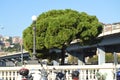 Genoa, Italy - October 13, 2018: motorcycle Parking in the foreground and one huge old pine tree in the background of the bridge Royalty Free Stock Photo