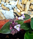 Tradescantia fluminensis Royalty Free Stock Photo