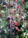 Rubus ulmifolius Schott Royalty Free Stock Photo