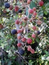 Rubus ulmifolius Schott