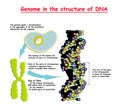 Genome 3D in the structure of DNA. genome sequence. Telomere is a repeating sequence of double-stranded DNA located at the ends of Royalty Free Stock Photo