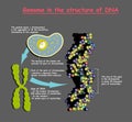 Genome in the structure of DNA. genome sequence. Telomere is a repeating sequence of double-stranded DNA located at the ends of Royalty Free Stock Photo