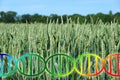 Genome editing or genetic engineering dna helix over wheat field crop Royalty Free Stock Photo