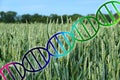 Genome editing or genetic engineering dna helix over wheat field crop Royalty Free Stock Photo