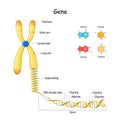 Genome sequence. Chromosome and DNA