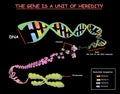 Genome in the structure of DNA. genome sequence. Telo mere is a repeating sequence of double-stranded DNA located at the ends of c Royalty Free Stock Photo