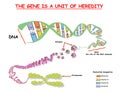 Genome in the structure of DNA. genome sequence. Telo mere is a repeating sequence of double-stranded DNA located at the ends of c Royalty Free Stock Photo