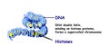 Genome in the structure of DNA. genome sequence. Telo mere is a repeating sequence of double-stranded DNA