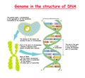 Genome in the structure of DNA. genome sequence. Telomere is a repeating sequence of double-stranded DNA located at the ends of c Royalty Free Stock Photo