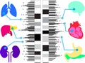 Genome-wide association study in humans Royalty Free Stock Photo