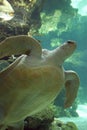 Genova aquarium (Italy)