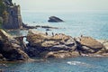 Genova - Nervi - rocky coast along the sea promenade