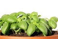 Genovese basil can also be grown in a decorative pot Royalty Free Stock Photo