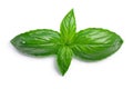 Genovese basil Ocimum basilicum, top view, paths Royalty Free Stock Photo