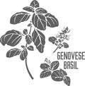 Genovese basil plant silhouette vector illustration