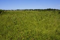 Gensburg-Markham Prairie  802812 Royalty Free Stock Photo