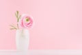 Gente pastel pink ranunculus bouquet in elegant white frosted glass vase on soft light white wood board and pink wall.