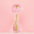 Gente pastel pink ranunculus flower in elegant vase on soft light white wood board and pink wall, closeup, square.