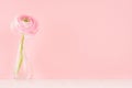 Gente pastel pink ranunculus flower in elegant vase on soft light white wood board and pink wall.