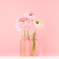 Gente pastel pink ranunculus flowers in elegant frosted bottle on soft light white wood board and pink wall, square, closeup.