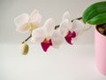 Gentel Orchid in pink pot. Blossom purple Phaleanopsis. dendrobium orchid. pink and white orchid  on white background. Royalty Free Stock Photo