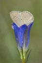 Gentiaanblauwtje, Alcon Blue, Phengaris alcon Royalty Free Stock Photo