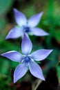 gentian