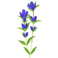 Gentian - birth flower vector illustration in watercolor paint