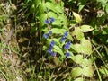 Gentian with blue blossom in the mountains