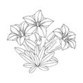 Gentian flower bouquet. Montain wildflower. Hand drawn outline sketch.