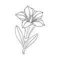 Gentian flower. Montain wildflower. Hand drawn sketch. Vector outline sketch