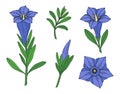 Gentian flower set. Montain wildflower. Hand drawn sketch. Vector outline sketch