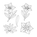 Gentian flower set. Montain wildflower. Hand drawn sketch. Vector outline