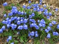 Harebells at bloom on alpine rocky ground Royalty Free Stock Photo