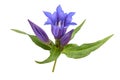 Gentian flowers Gentiana acaulis