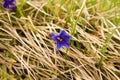Gentian flowers in the Small Fatra mountains, Slovakia Royalty Free Stock Photo
