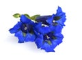 Gentian, Gentiana acaulis