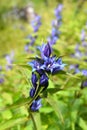 Gentian Gentiana asclepiadea is a medium-high mountain herb with blue bell-shaped flowers, found in the Czech Republic, Europe Royalty Free Stock Photo