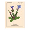 Gentian Gentiana loureiroi , medicinal plant