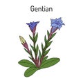 Gentian Gentiana loureiroi , medicinal plant