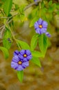 Gentian solanaceae, or potato tree.