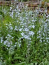 Gentian speedwell in spring during flowering Royalty Free Stock Photo