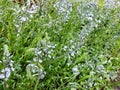 Gentian speedwell in spring during flowering Royalty Free Stock Photo