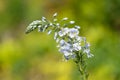 Gentian speedwell (veronica gentianoides) flowers Royalty Free Stock Photo