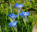 Gentiana