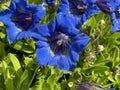 Gentiana, acaulis