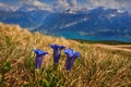 Gentiana acaulis, Koch\'s Gentian, blue flower bloom on the meadow. Royalty Free Stock Photo